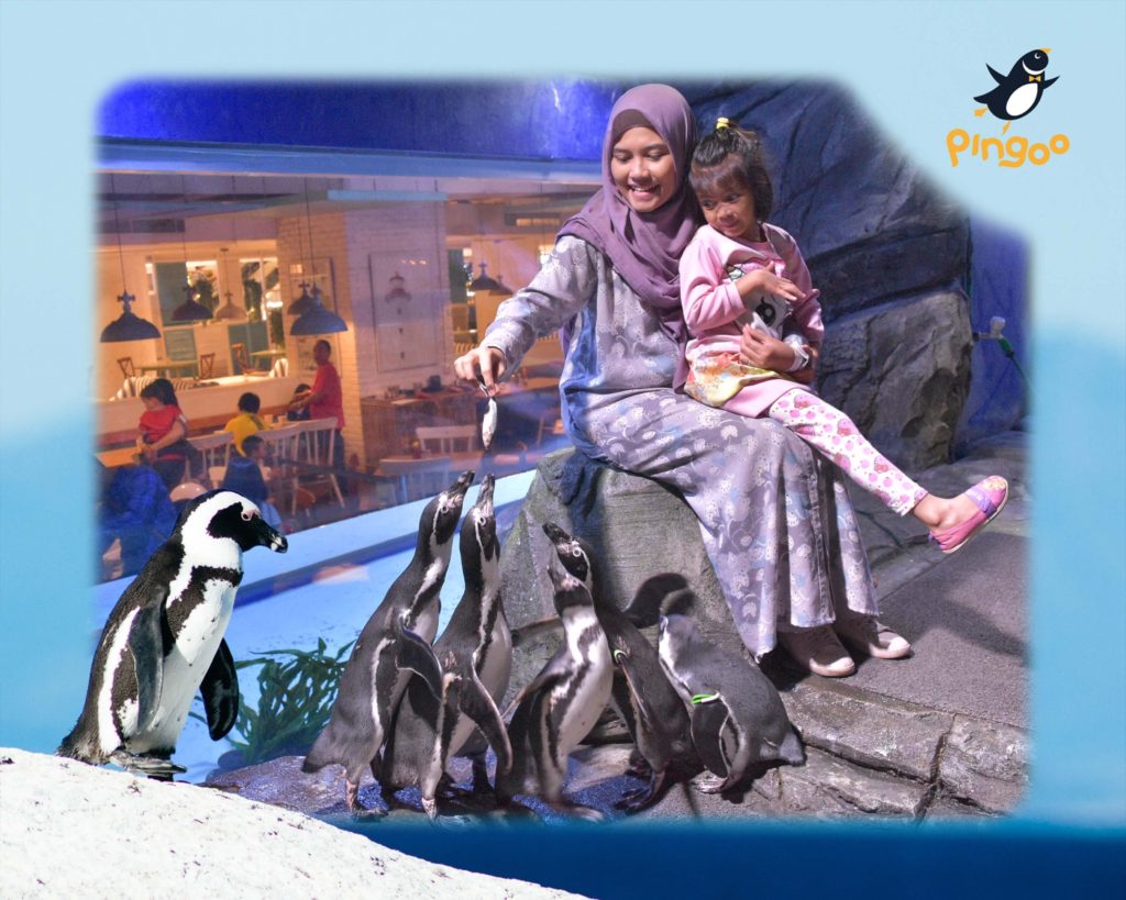 memberi makan pinguin di jakarta aquarium